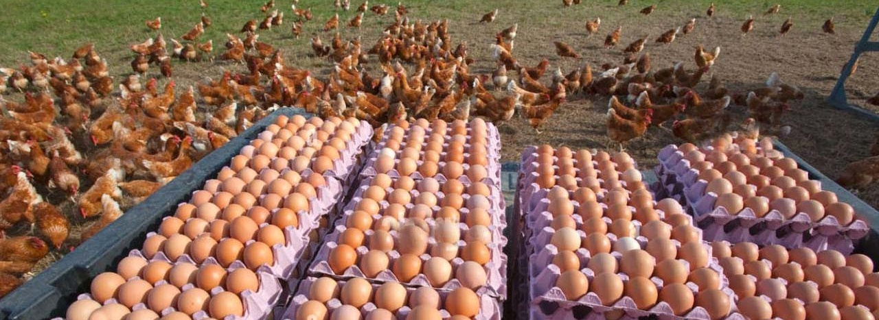 Vezet: Burimi i Shëndetit dhe Shijes në Kuzhinën Tuaj